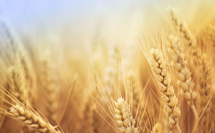 homepage-main-image-behind-logo